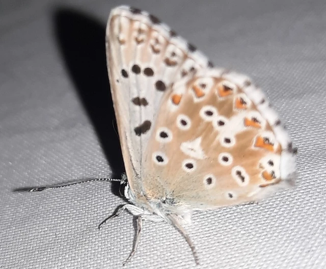 Polyommatus coridon - ezüstkék boglárka