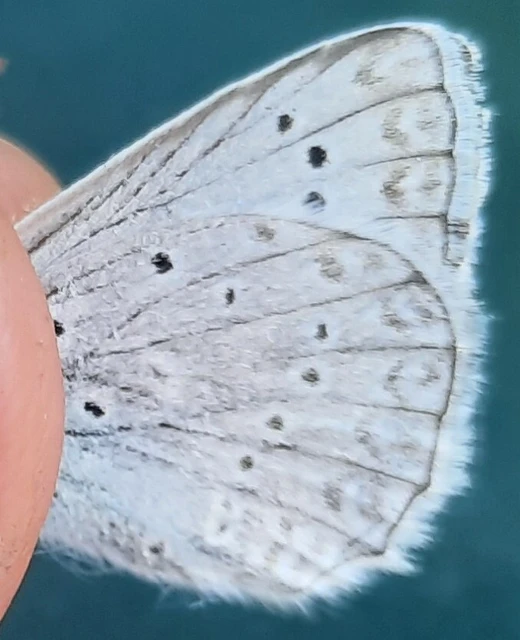 Polyommatus daphnis - csipkés boglárka