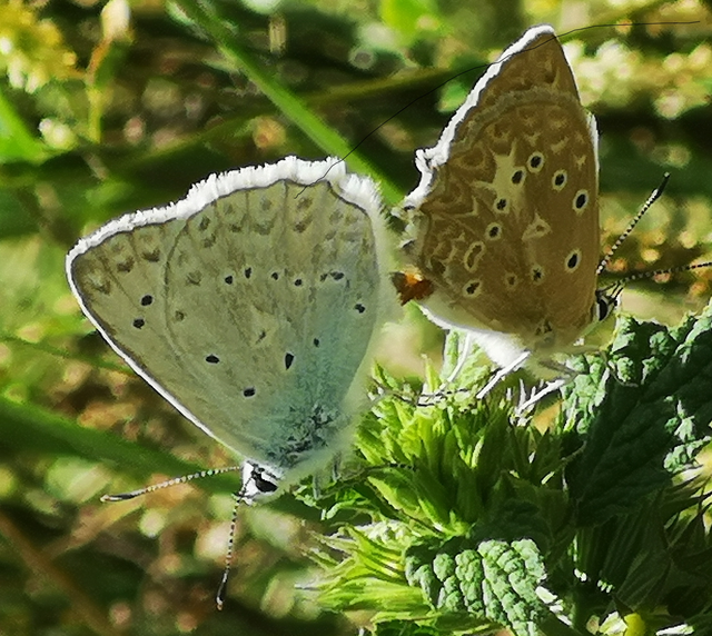 Polyommatus daphnis - csipkés boglárka