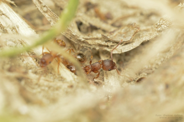 Myrmica rugulosa - karcsú bütyköshangya