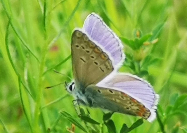 Polyommatus thersites - ibolyaszín boglárka