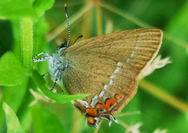 Satyrium acaciae - akác-csücsköslepke