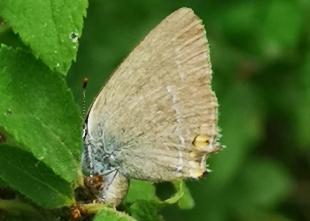 Satyrium acaciae - akác-csücsköslepke