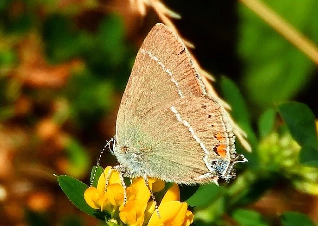 Satyrium spini - kökény-csücsköslepke
