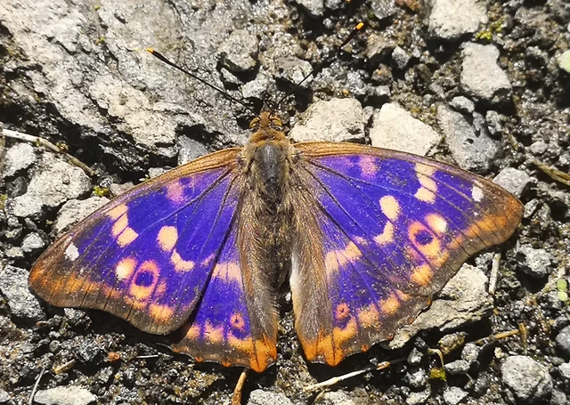 Apatura ilia - kis színjátszólepke
