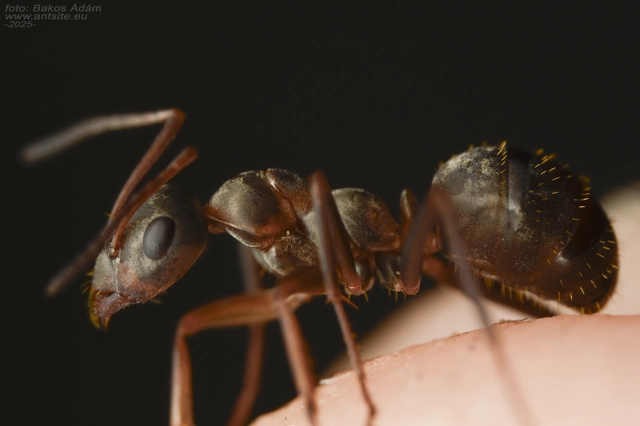 Formica cunicularia - gyakori rabszolgahangya