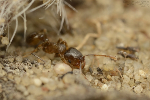 Tetramorium hungaricum - magyar gyepihangya