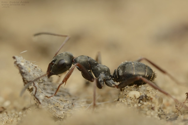 Formica fusca - kormos rabszolgahangya
