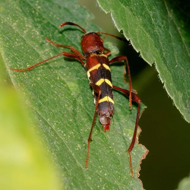 Neoclytus acuminatus - amerikai darázscincér