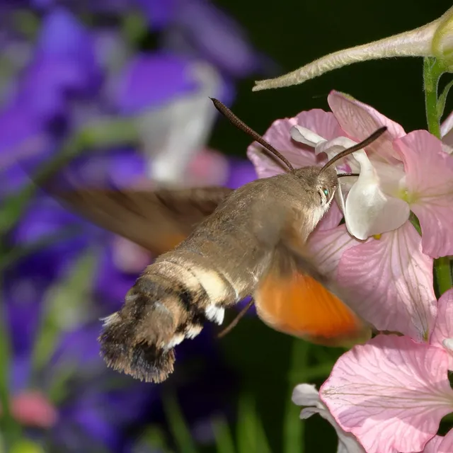 Macroglossum stellatarum - kacsafarkú szender