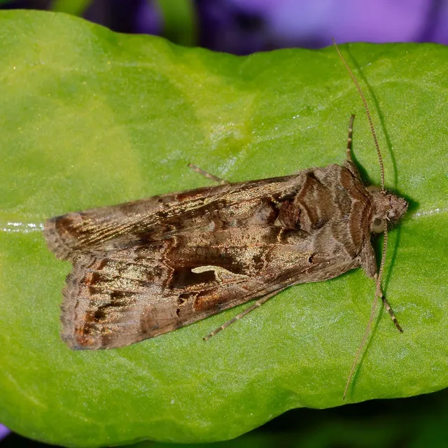 Autographa gamma - gammalepke