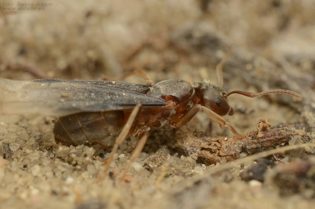 Lasius distinguendus - déli borostyánhangya