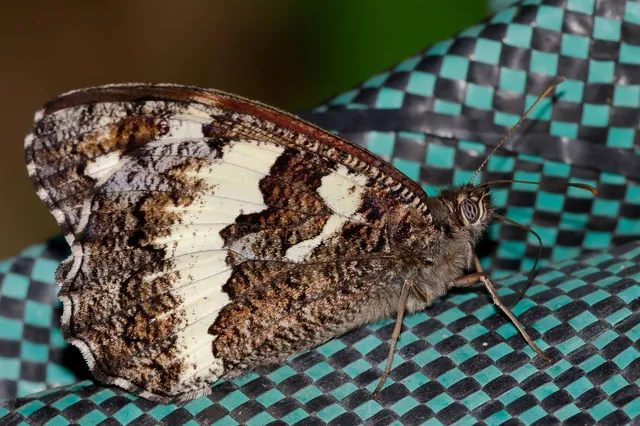 Brintesia circe - fehéröves szemeslepke