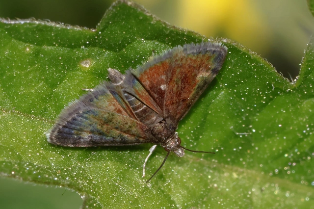 Heliothela wulfeniana - fényes kormosmoly