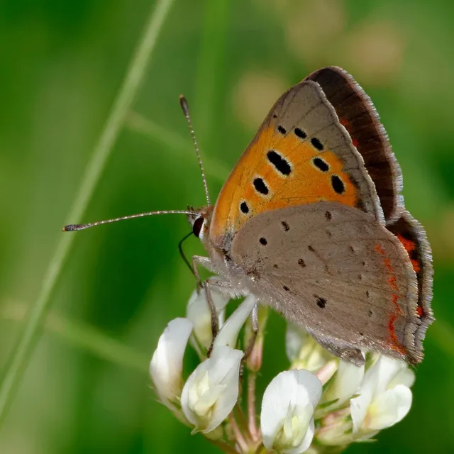 Lycaena phlaeas - közönséges tűzlepke
