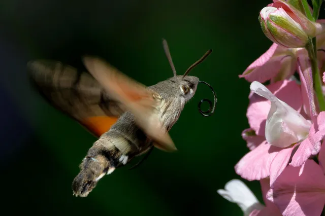 Macroglossum stellatarum - kacsafarkú szender