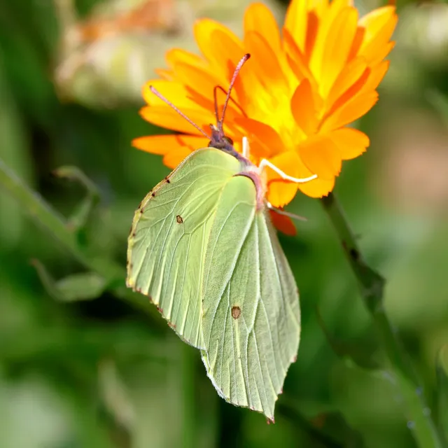 Gonepteryx rhamni - citromlepke