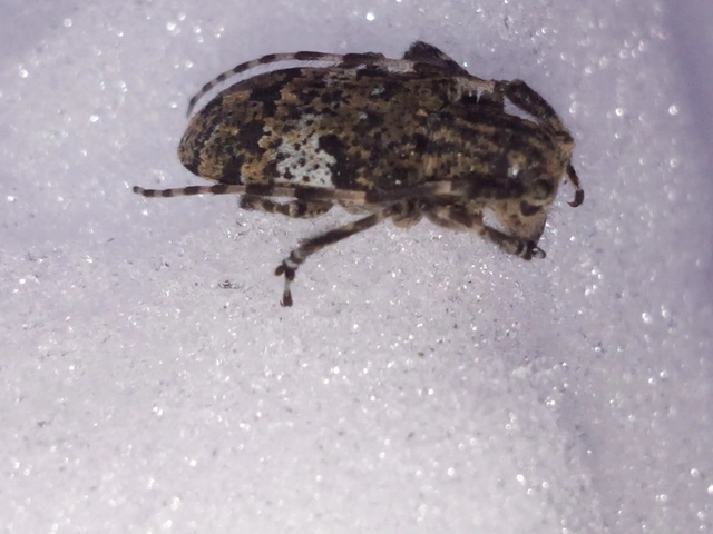 Mesosa nebulosa - ködfoltos cincér