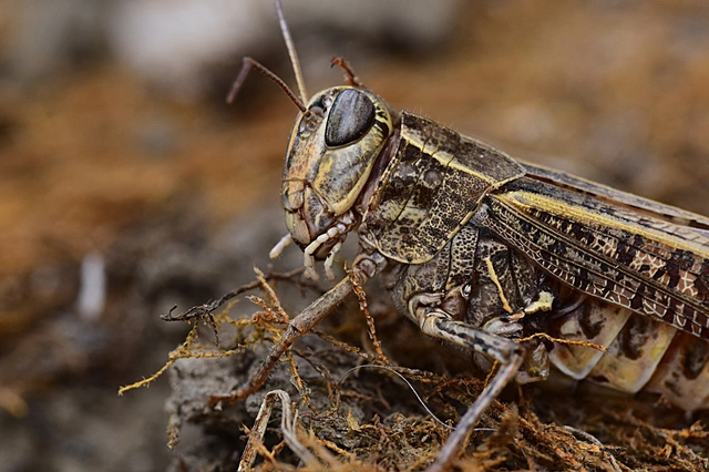 Calliptamus italicus - olaszsáska