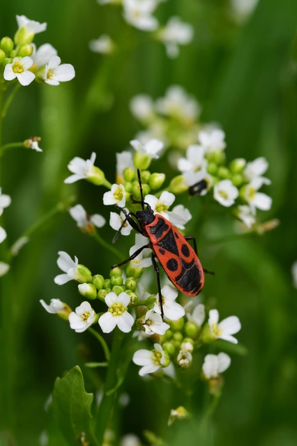 Pyrrhocoris apterus - verőköltő poloska