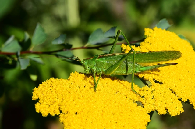 Tettigonia viridissima - zöld lombszöcske