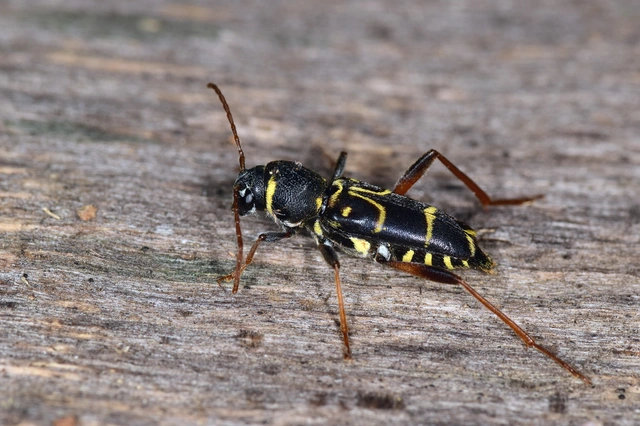 Xylotrechus antilope - fürge darázscincér