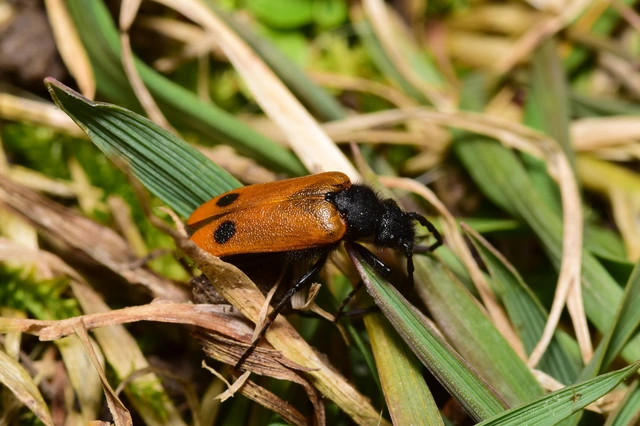 Apalus bimaculatus - kétfoltos élősdibogár