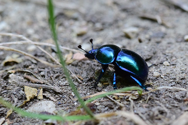 Trypocopris vernalis - tavaszi álganéjtúró