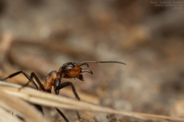 Formica pratensis - réti vöröshangya