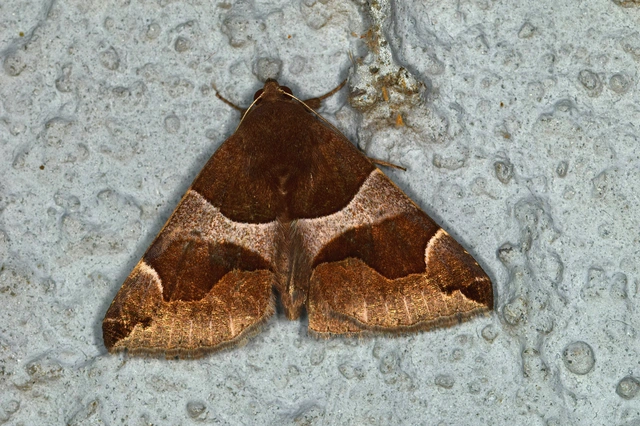 Dysgonia algira - déli porcelánbagoly