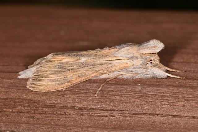 Cucullia chamomillae - székfű-csuklyásbagoly