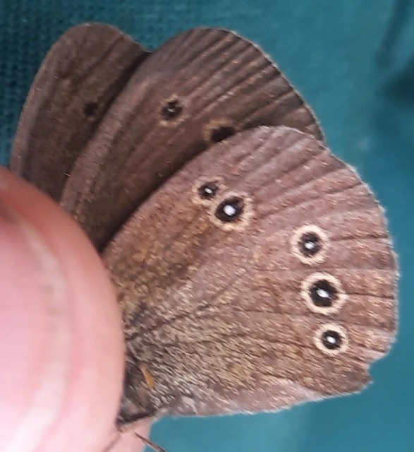 Aphantopus hyperanthus - közönséges ökörszemlepke