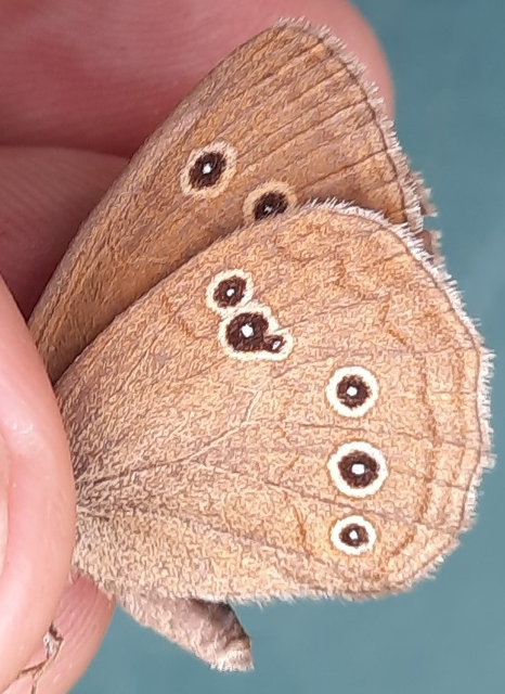 Aphantopus hyperanthus - közönséges ökörszemlepke