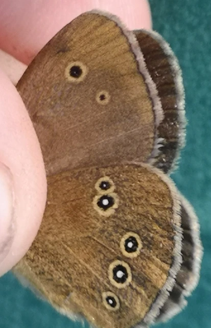 Aphantopus hyperanthus - közönséges ökörszemlepke