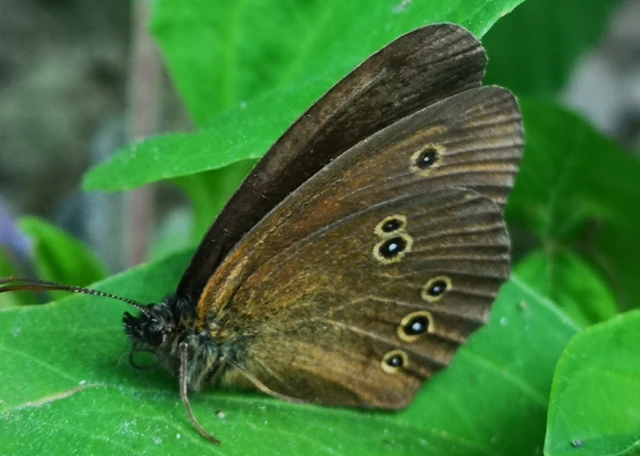 Aphantopus hyperanthus - közönséges ökörszemlepke