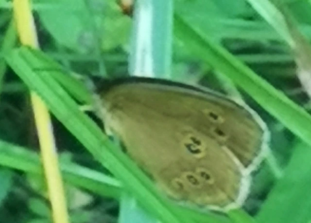 Aphantopus hyperanthus - közönséges ökörszemlepke