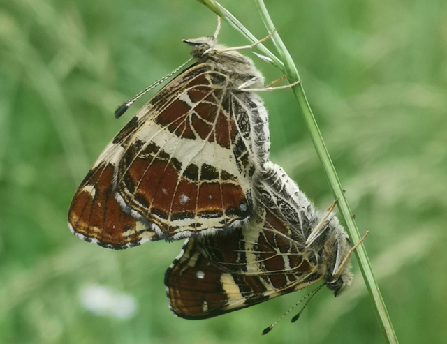 Araschnia levana - pókhálós lepke