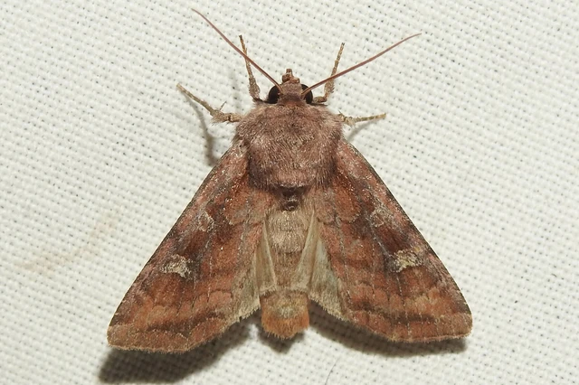 Lacanobia splendens - mocsári kertibagoly