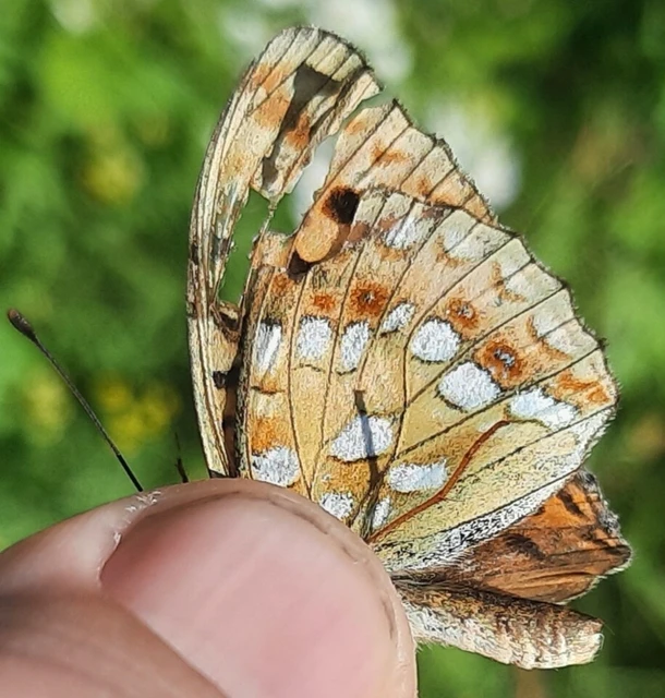Argynnis adippe - ezüstös gyöngyházlepke