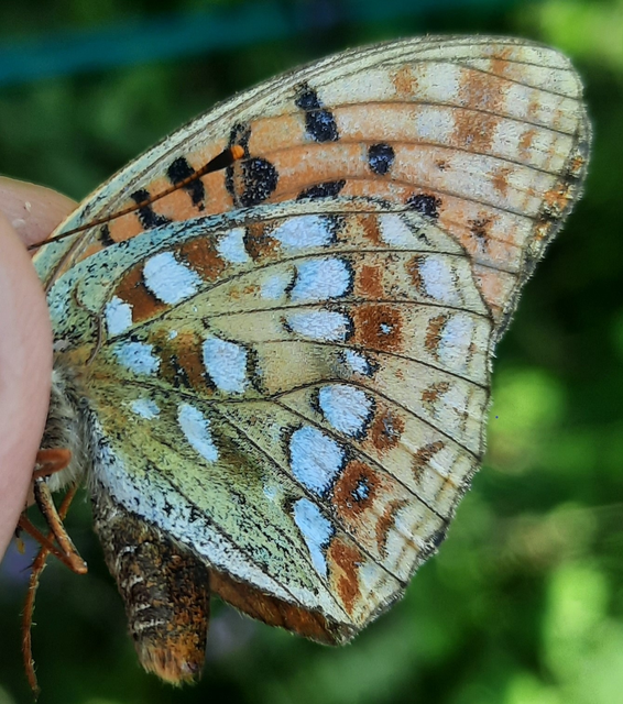 Argynnis adippe - ezüstös gyöngyházlepke