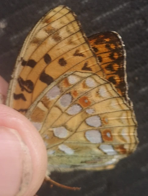 Argynnis adippe - ezüstös gyöngyházlepke