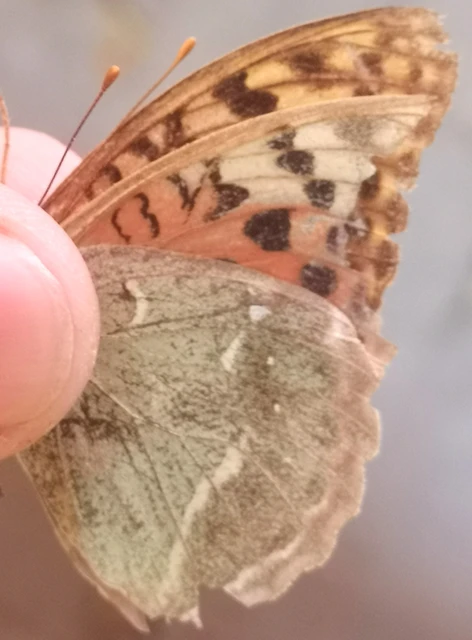 Argynnis pandora - zöldes gyöngyházlepke