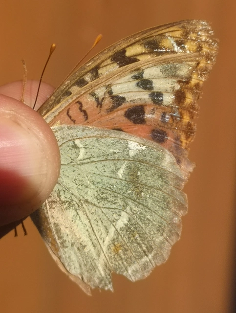 Argynnis pandora - zöldes gyöngyházlepke