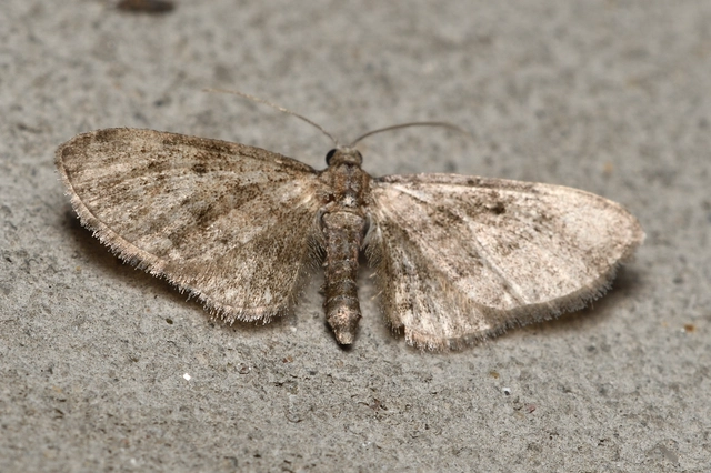 Eupithecia pusillata - lucfenyő-törpearaszoló