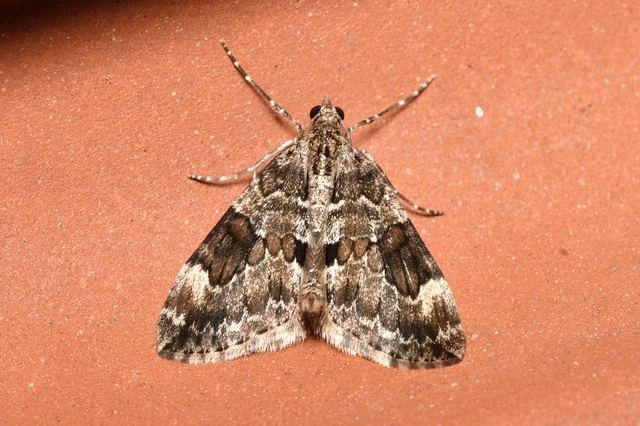 Thera variata/britannica