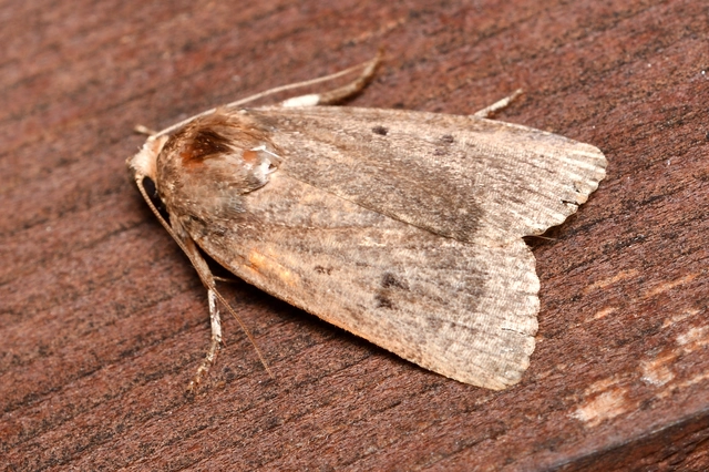 Amphipyra tragopoginis - bakszakállbagoly