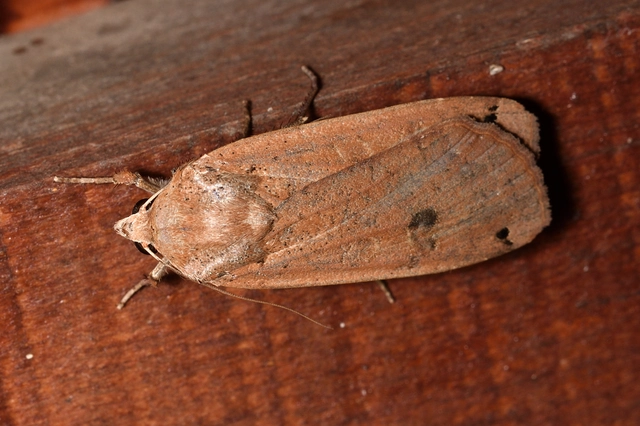 Noctua pronuba - nagy sárgafűbagoly