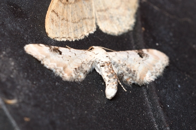 Eupithecia centaureata - búzavirág-törpearaszoló