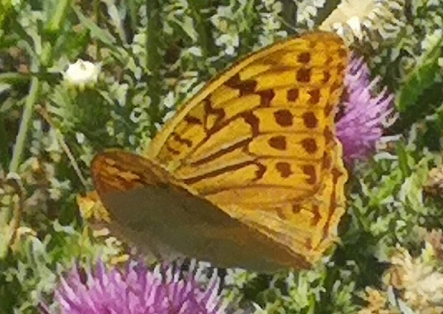 Argynnis pandora - zöldes gyöngyházlepke