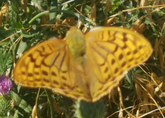 Argynnis pandora - zöldes gyöngyházlepke